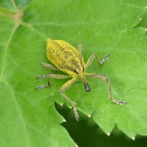 Réf. 341 942 : Lixus iridis